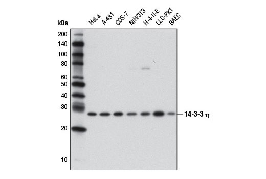  Image 1: 14-3-3 Family Antibody Sampler Kit