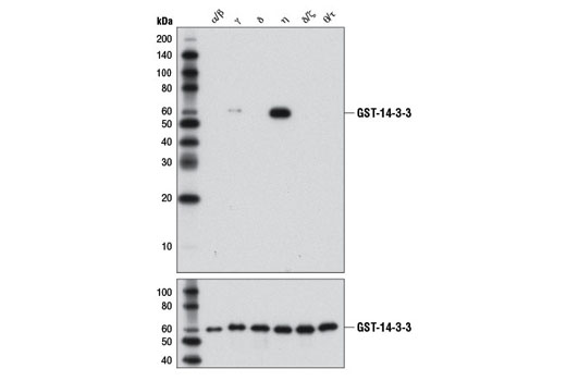  Image 8: 14-3-3 Family Antibody Sampler Kit