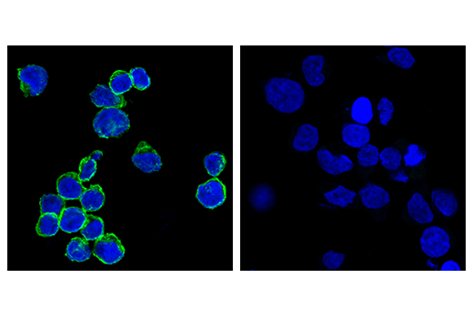 Immunofluorescence Image 1: CD8α (RPA-T8) Mouse mAb (FITC Conjugate)