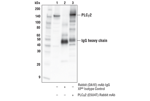  Image 5: PhosphoPlus® PLCγ2 (Tyr759) Antibody Duet