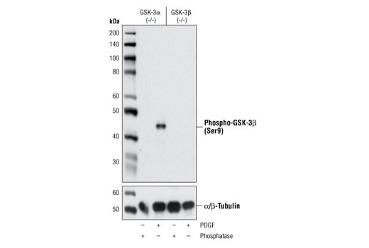  Image 9: Insulin/IGF-1 Signaling Pathway Antibody Sampler Kit
