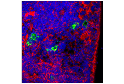 Immunofluorescence Image 1: PD-1 (Intracellular Domain) (D7D5W) XP® Rabbit mAb (BSA and Azide Free)