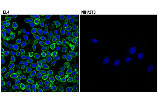 Immunofluorescence Image 2: PD-1 (Intracellular Domain) (D7D5W) XP® Rabbit mAb (BSA and Azide Free)