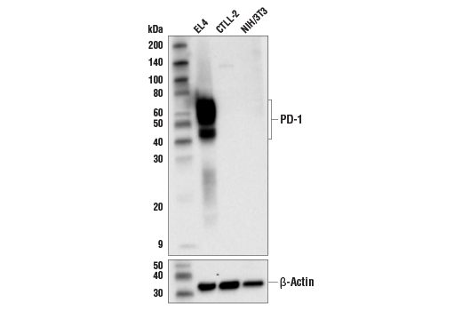 Western Blotting Image 1: PD-1 (Intracellular Domain) (D7D5W) XP® Rabbit mAb (BSA and Azide Free)