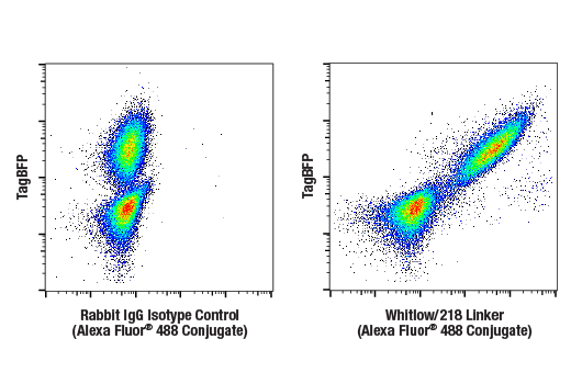 Flow Cytometry Image 3: Whitlow/218 Linker (E3U7Q) Rabbit mAb (Alexa Fluor® 488 Conjugate)