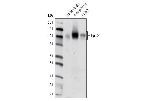  Image 3: Tyro/Axl/Mer Activation Antibody Sampler Kit