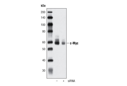  Image 16: c-Oncogene Antibody Sampler Kit
