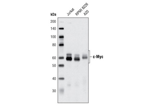  Image 18: c-Oncogene Antibody Sampler Kit