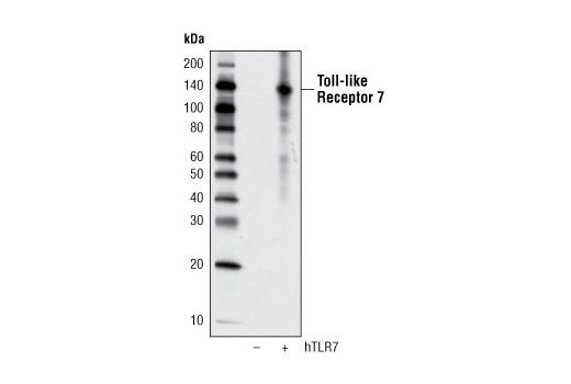  Image 8: Toll-like Receptor Antibody Sampler Kit