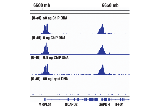 Chromatin Immunoprecipitation Image 1: DNA Library Prep Kit for Illumina® (ChIP-seq, CUT&RUN)