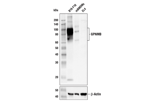 Western Blotting Image 1: GPNMB Antibody