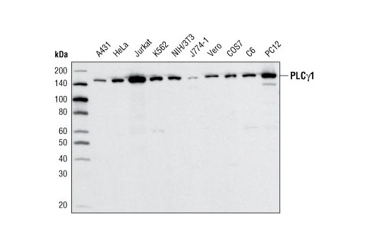  Image 10: PLCγ Antibody Sampler Kit