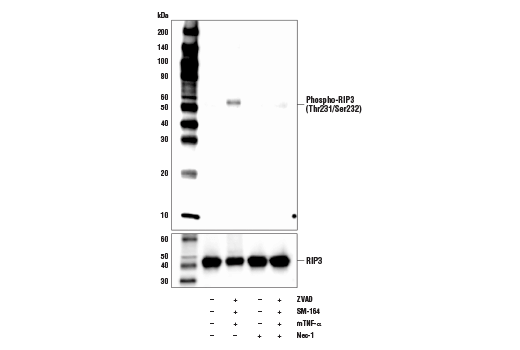 Western Blotting Image 2: Phospho-RIP3 (Thr231/Ser232) Antibody (Mouse Specific)