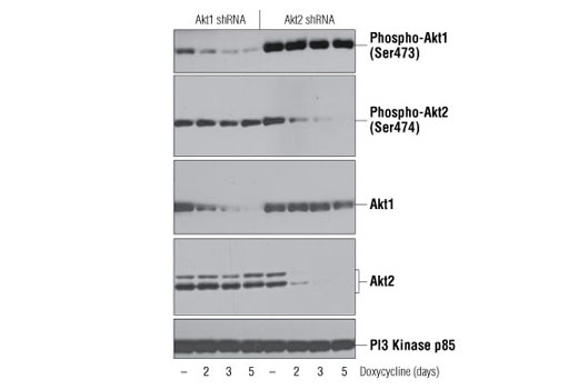 Western Blotting Image 1: Phospho-Akt1 (Ser473) (D7F10) XP<sup>®</sup> Rabbit mAb (BSA and Azide Free)