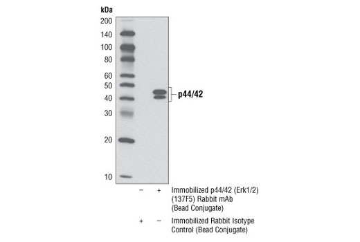 Immunoprecipitation Image 1: p44/42 MAPK (Erk1/2) (137F5) Rabbit mAb (Sepharose® Bead Conjugate)