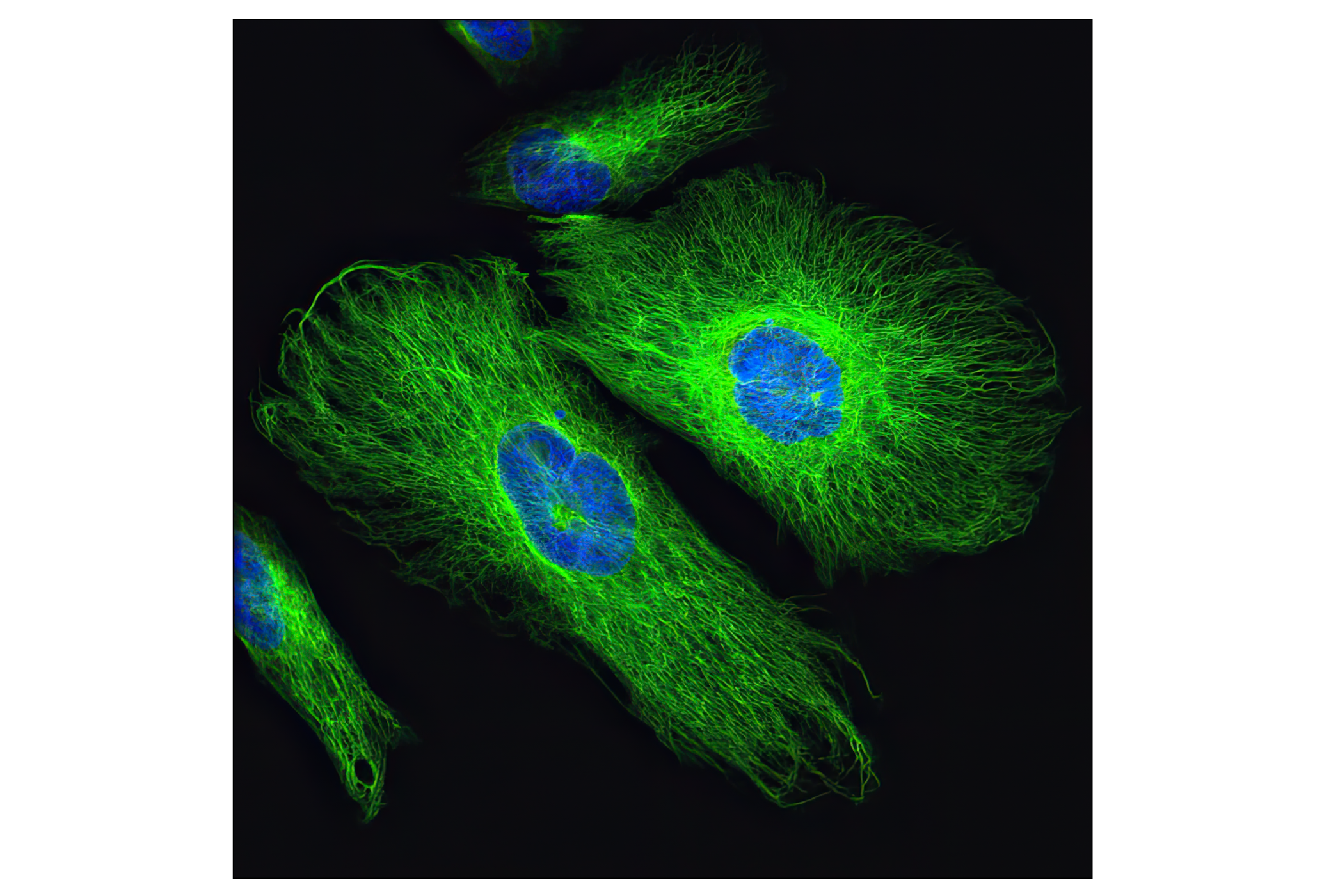  Image 40: Cell Fractionation Antibody Sampler Kit