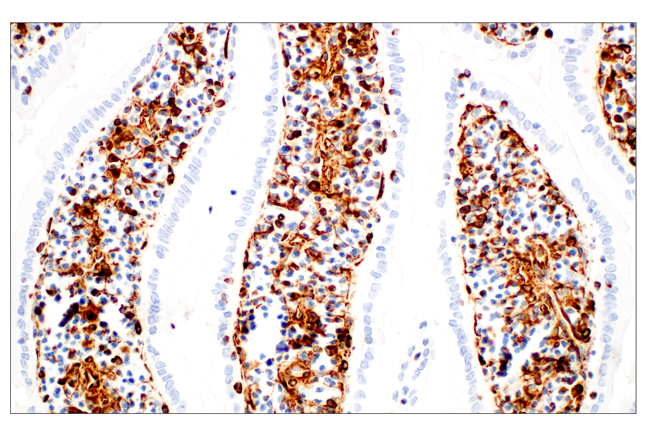  Image 44: Cell Fractionation Antibody Sampler Kit
