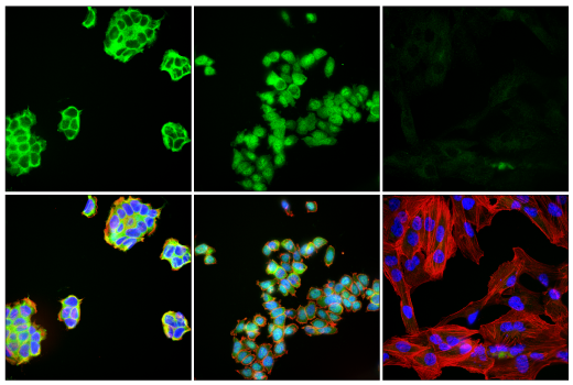 Immunofluorescence Image 1: c-Rel (E8Z5Y) XP® Rabbit mAb (BSA and Azide Free)