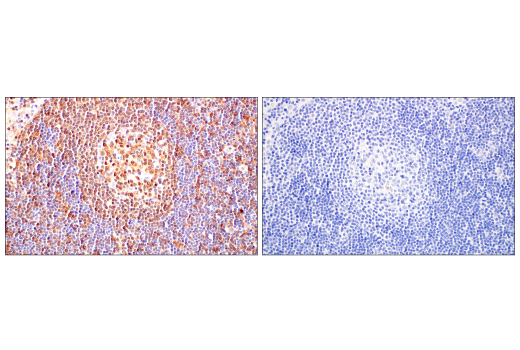 Immunohistochemistry Image 9: c-Rel (E8Z5Y) XP® Rabbit mAb (BSA and Azide Free)