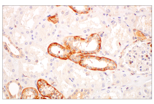 Immunohistochemistry Image 7: c-Rel (E8Z5Y) XP® Rabbit mAb (BSA and Azide Free)
