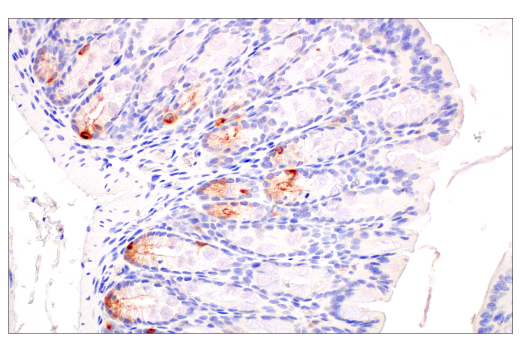 Immunohistochemistry Image 6: CD177 (E1V7N) Rabbit mAb (BSA and Azide Free)