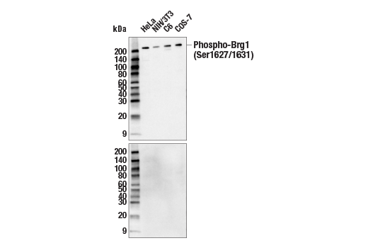 Western Blotting Image 1: Phospho-Brg1 (Ser1627/1631) (E2N9V) Rabbit mAb