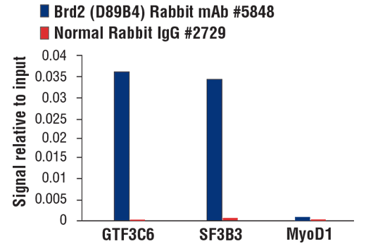 Chromatin Immunoprecipitation Image 3: Brd2 (D89B4) Rabbit mAb