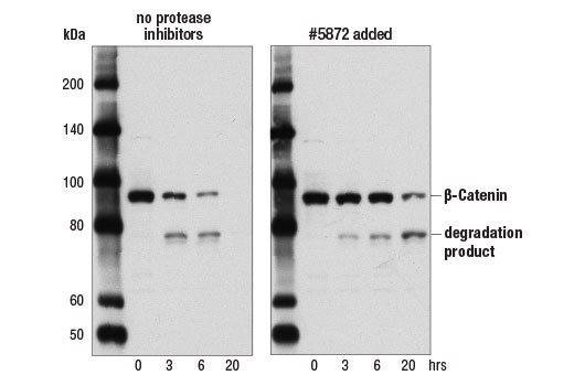  Image 1: Protease/Phosphatase Inhibitor Cocktail (100X)