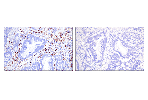 Immunohistochemistry Image 6: Iba1/AIF-1 (E5N4J) Mouse mAb (IHC Formulated)