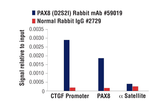 Chromatin Immunoprecipitation Image 1: PAX8 (D2S2I) Rabbit mAb