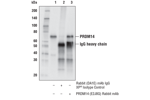 Immunoprecipitation Image 1: PRDM14 (E2J8Q) Rabbit mAb