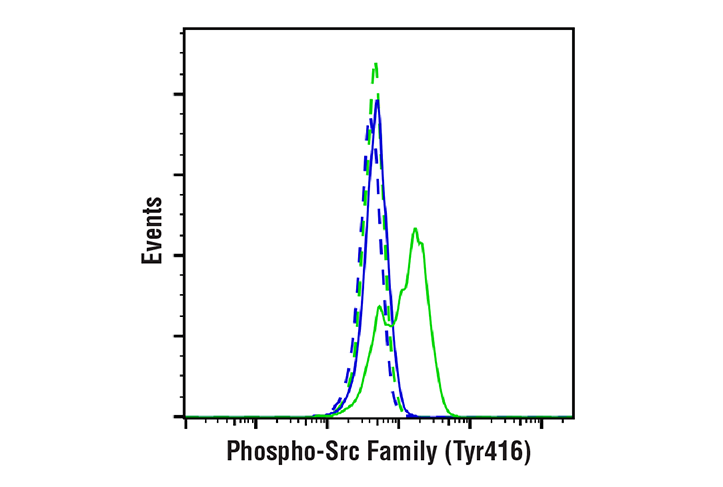  Image 1: Phospho-Src Family (Tyr416) (E6G4R) Rabbit mAb