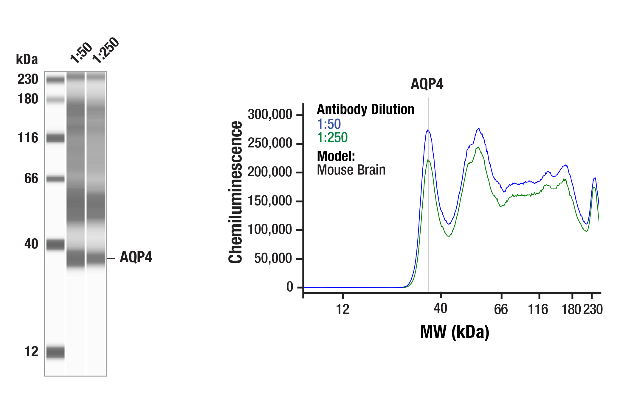 Western Blotting Image 1: AQP4 (D1F8E) XP<sup>®</sup> Rabbit mAb