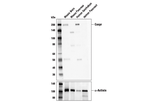 Western Blotting Image 1: Caspr (D8I3V) Rabbit mAb (BSA and Azide Free)