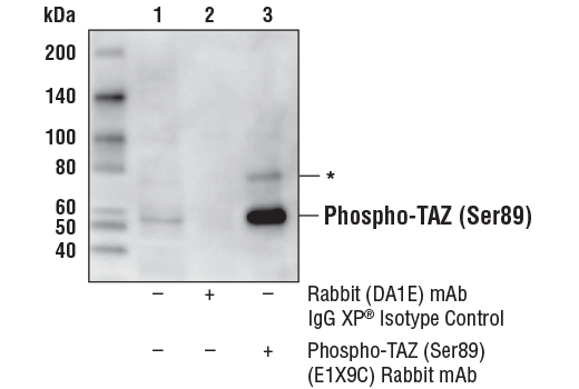  Image 3: PhosphoPlus® TAZ (Ser89) Antibody Duet