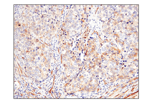 Immunohistochemistry Image 4: Phospho-TAZ (Ser89) (E1X9C) Rabbit mAb