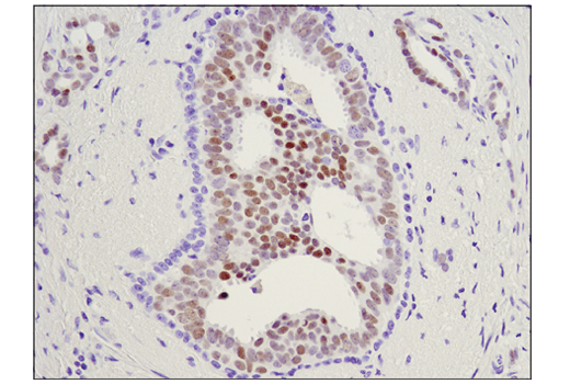 Immunohistochemistry Image 1: c-Myb (D1B9E) Rabbit mAb