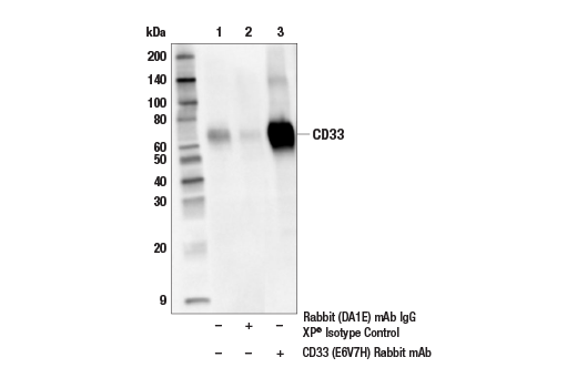 Immunoprecipitation Image 1: CD33 (E6V7H) Rabbit mAb