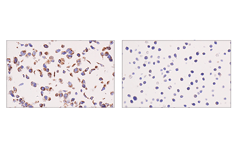 Immunohistochemistry Image 2: IDH2 (KrMab-3) Mouse mAb