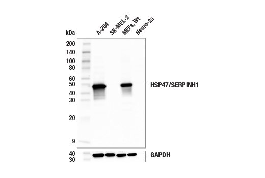 Western Blotting Image 1: HSP47/SERPINH1 (E9Y8E) Rabbit mAb