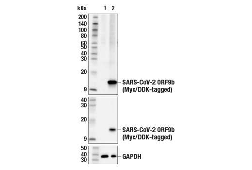 Western Blotting Image 2: SARS-CoV-2 ORF9b Antibody