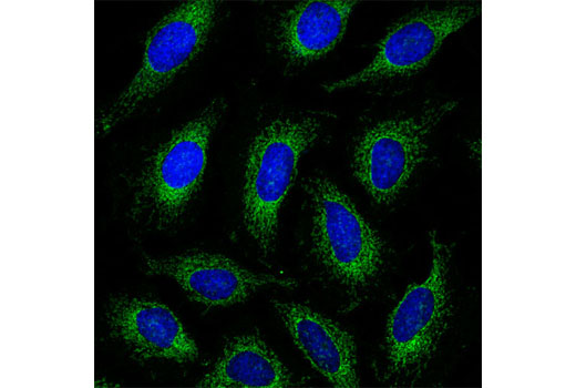 Immunofluorescence Image 1: Bcl-xL (54H6) Rabbit mAb (BSA and Azide Free)
