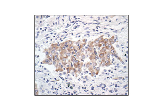 Immunohistochemistry Image 2: Bcl-xL (54H6) Rabbit mAb (BSA and Azide Free)