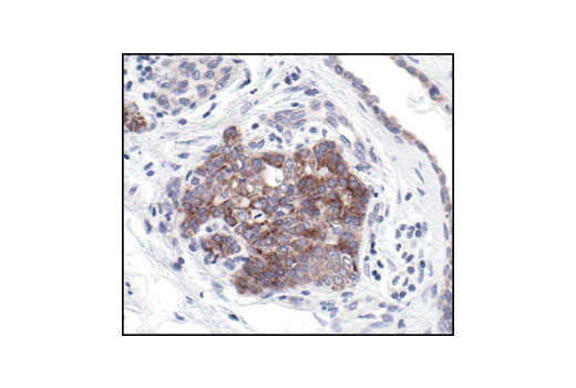 Immunohistochemistry Image 3: Bcl-xL (54H6) Rabbit mAb (BSA and Azide Free)