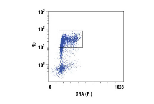 Flow Cytometry Image 1: Rb (4H1) Mouse mAb (BSA and Azide Free)