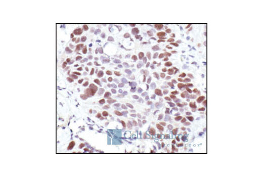 Immunohistochemistry Image 1: Rb (4H1) Mouse mAb (BSA and Azide Free)