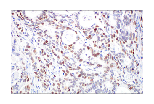 Immunohistochemistry Image 2: Rb (4H1) Mouse mAb (BSA and Azide Free)