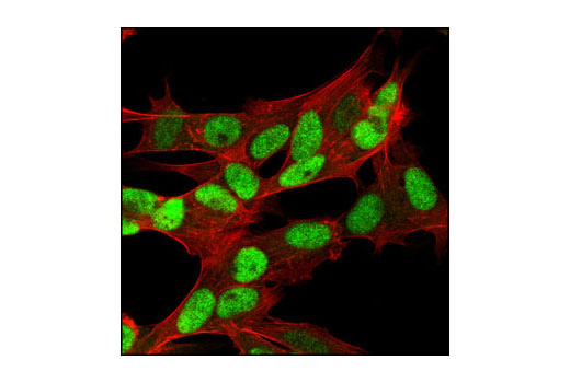Immunofluorescence Image 1: Rb (4H1) Mouse mAb (BSA and Azide Free)