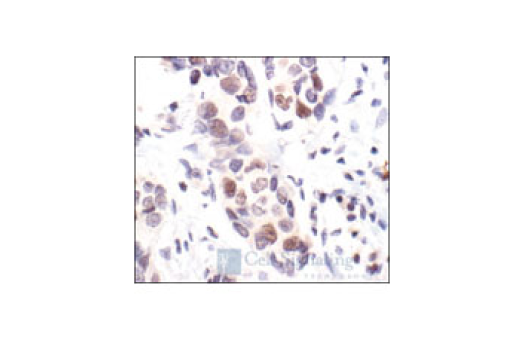 Immunohistochemistry Image 5: Rb (4H1) Mouse mAb (BSA and Azide Free)