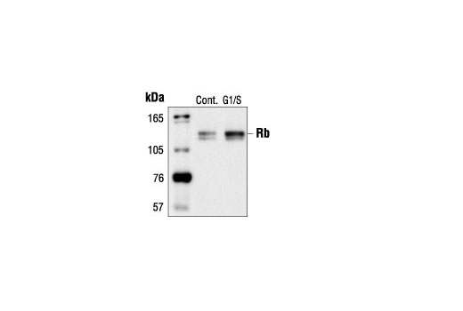 Western Blotting Image 2: Rb (4H1) Mouse mAb (BSA and Azide Free)